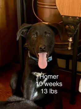 Homer Simp -  Labrador Retriever and Shepherd Dog for Adoption in South Kingstown, Rhode Island - Homer Simp | PetCurious