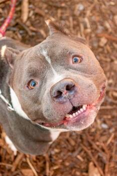 Enchilada -  Mixed Breed Dog for Adoption in Cincinnati, Ohio - Enchilada | PetCurious