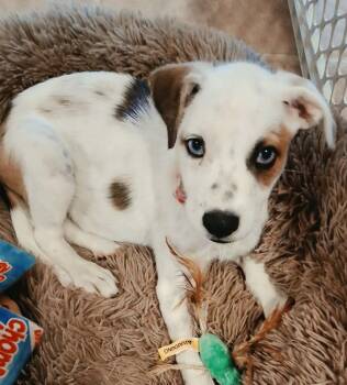 Ethel -  Australian Shepherd Dog for Adoption in Bristol, Wisconsin - Ethel | PetCurious