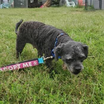 Beau -  Mixed Breed Dog for Adoption in Fredericksburg, Virginia - Beau | PetCurious