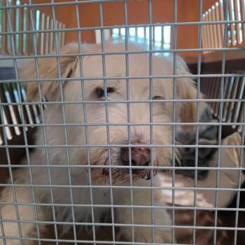 Rescue Jindo and Mixed Breed Dogs for Adoption in Northbrook, Illinois - Saero | PetCurious