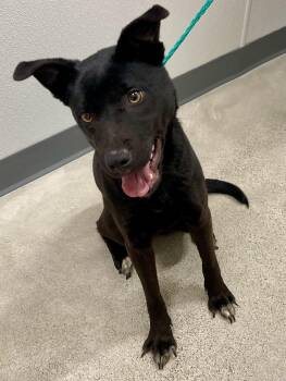 Australian Shepherd and Shepherd Dogs Available for Adoption in Sandusky, Michigan - Skye | PetCurious