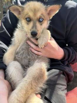 Husky Dogs Available for Adoption - Astrid | PetCurious