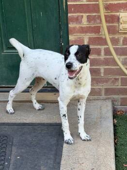 Lulu -  Jack Russell Terrier and Terrier Dog for Adoption in Lovingston, Virginia - Lulu | PetCurious
