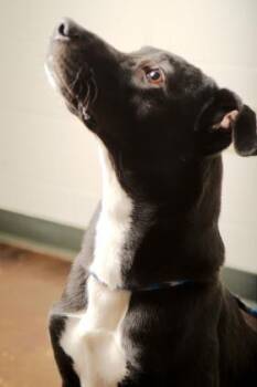 Clarence -  Mixed Breed Dog for Adoption in Cincinnati, Ohio - Clarence | PetCurious