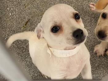 GUMDROPS -  Chihuahua and Dachshund Dog for Adoption in Tustin, California - GUMDROPS | PetCurious