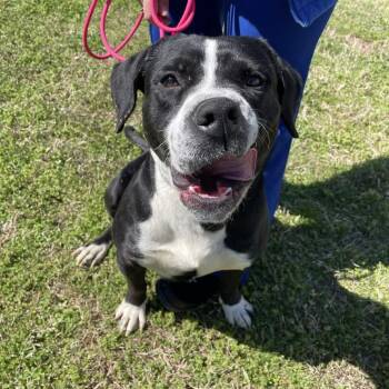 Labrador Retriever Dogs Available for Adoption in Greenville, South Carolina - Ollie | PetCurious