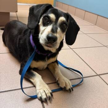 Beagle Dogs Available for Adoption - Jack | PetCurious