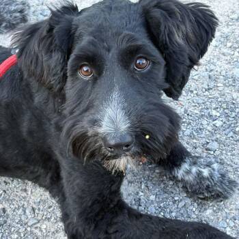 Lucy Lou -  Poodle Dog for Adoption in Brockport, New York - Lucy Lou | PetCurious