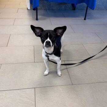 Pugsly -  Mixed Breed Dog for Adoption in Newark, New Jersey - Pugsly | PetCurious
