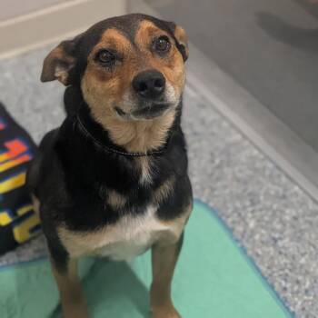Dodger -  German Shepherd Dog and Mixed Breed Dog for Adoption in Prairie Du Chien, Wisconsin - Dodger | PetCurious