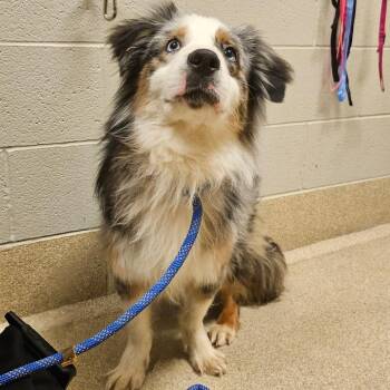 Australian Shepherd Dogs Available for Adoption - Miguel | PetCurious