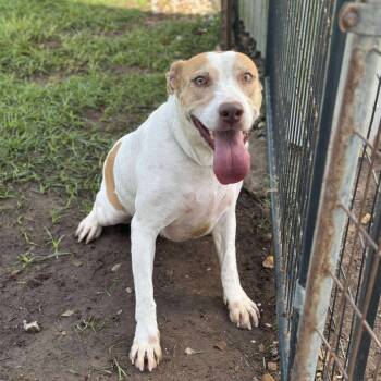 Rescue Labrador Retriever Dogs for Adoption in Anahuac, Texas - April | PetCurious