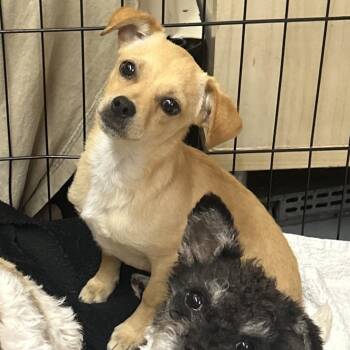 Chihuahua and Mixed Breed Dogs Available for Adoption in Richmond, California - GUAVA | PetCurious