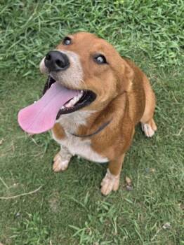 Sheba -  Fox Terrier and Mixed Breed Dog for Adoption in Conway, South Carolina - Sheba | PetCurious