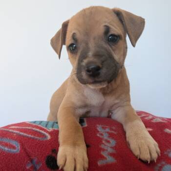 Rescue Mixed Breed Dogs for Adoption in Fairfax Station, Virginia - Ray | PetCurious