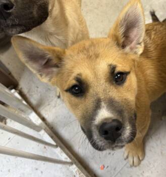 Labrador Retriever and Catahoula Leopard Dog Dogs Available for Adoption - Alan | PetCurious