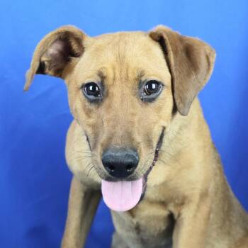Labrador Retriever Dogs Available for Adoption in West Point, Mississippi - Scrappy | PetCurious