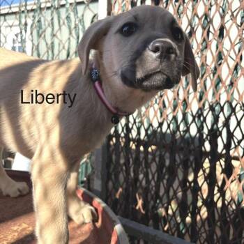 Labrador Retriever and English Bulldog Dogs Available for Adoption - Liberty | PetCurious