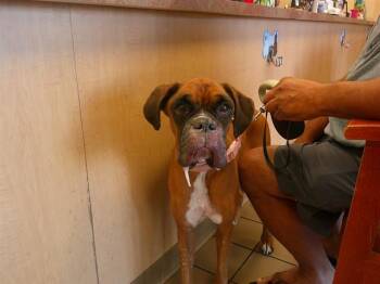 Boxer Dogs Available for Adoption in Ocala, Florida - MUFFIN | PetCurious