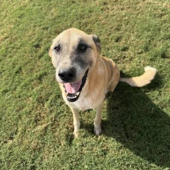 Zeke -  German Shepherd Dog Dog for Adoption in Huntsville, Alabama - Zeke | PetCurious