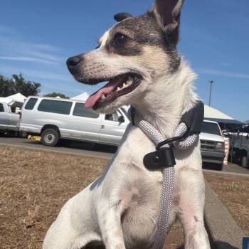 Carley -  Chihuahua and Australian Cattle Dog Blue Heeler Dog for Adoption in St. Augustine, Florida - Carley | PetCurious