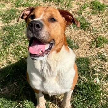 Hank -  Boxer and Labrador Retriever Dog for Adoption in Paris, Kentucky - Hank | PetCurious