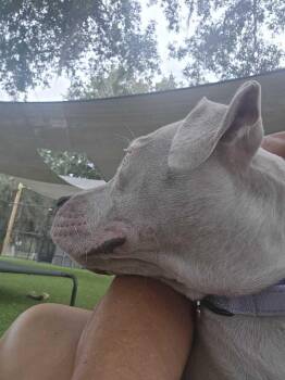 American Bulldog Dogs Available for Adoption in Lakeland, Florida - Serenity | PetCurious