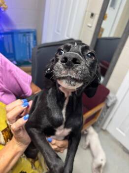 Aurora -  Mixed Breed Dog for Adoption in Metter, Georgia - Aurora | PetCurious