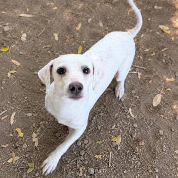 Jackie -  Miniature Poodle Dog for Adoption in Sonoma, California - Jackie | PetCurious