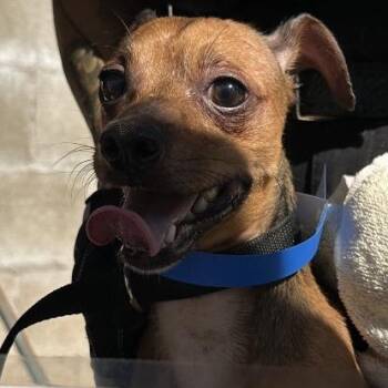 Junior -  Chihuahua Dog for Adoption in San Gabriel, California - Junior | PetCurious