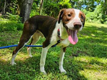 Charles -  Border Collie Dog for Adoption in Hilham, Tennessee - Charles | PetCurious