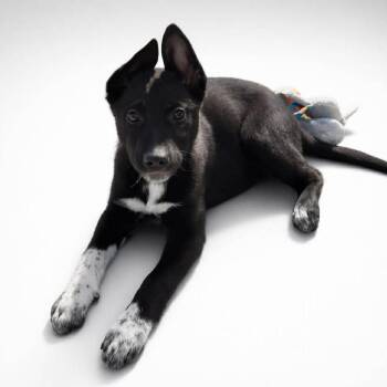 German Shepherd Dog and Mixed Breed Dogs Available for Adoption - Alpine | PetCurious