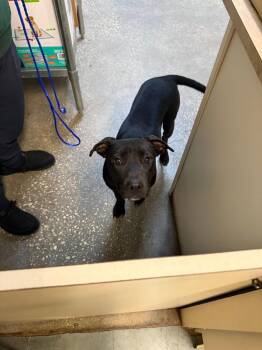 Mixed Breed Dogs Available for Adoption in Ocala, Florida - Cova | PetCurious