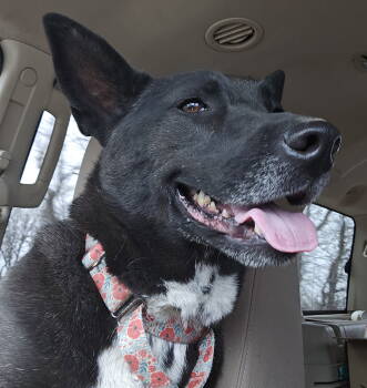 Rescue Shepherd and Terrier Dogs for Adoption in Brooklyn Center, Minnesota - Lily Bloom | PetCurious