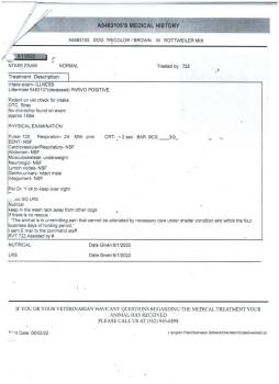 Rottweiler Dogs Available for Adoption - Jerry | PetCurious