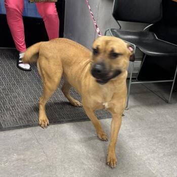 Olivia -  Mixed Breed Dog for Adoption in Philadelphia, Pennsylvania - Olivia | PetCurious