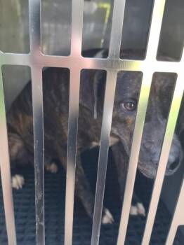 Ic-6c -  Pit Bull Terrier Dog for Adoption in Lawrenceville, Georgia - Ic-6c | PetCurious
