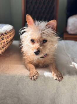 Terrier Dogs Available for Adoption - Rizzy | PetCurious