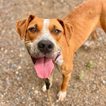 WINN DIXIE -  English Coonhound Dog for Adoption in Aurora, Colorado - WINN DIXIE | PetCurious