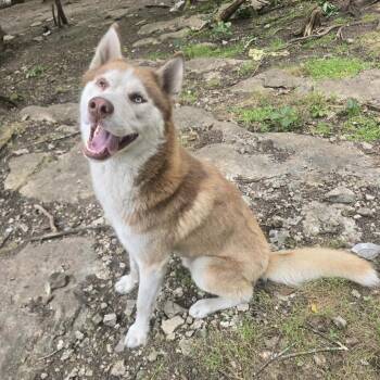 Husky Dogs Available for Adoption in Zuni, Virginia - Kimbo | PetCurious