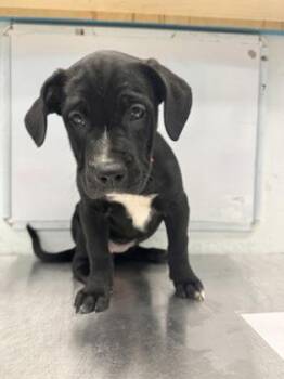 Gwen - P -  Pit Bull Terrier and Mixed Breed Dog for Adoption in Daytona Beach, Florida - Gwen - P | PetCurious
