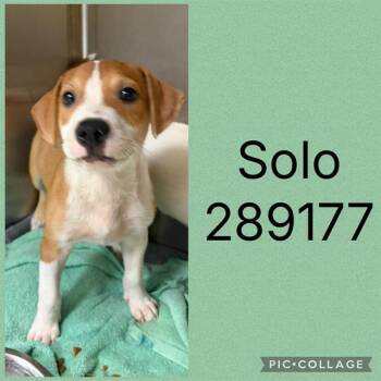SOLO -  Mixed Breed Dog for Adoption in Macon, Georgia - SOLO | PetCurious