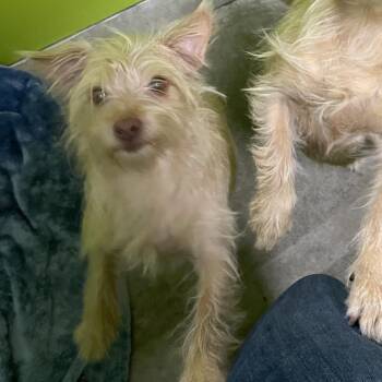 Nova -  Terrier and Chihuahua Dog for Adoption in Spokane, Washington - Nova | PetCurious