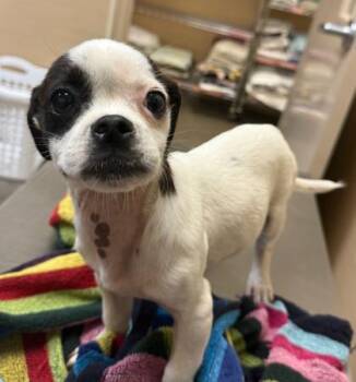 Mixed Breed Dogs Available for Adoption in Honolulu, Hawaii - Coconut | PetCurious