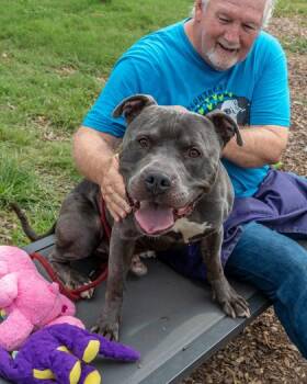 Pacifica -  Mixed Breed Dog for Adoption in Chamblee, Georgia - Pacifica | PetCurious