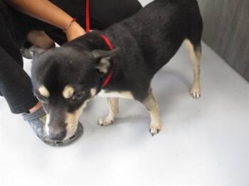 RIO -  Chihuahua and Dachshund Dog for Adoption in Ocala, Florida - RIO | PetCurious