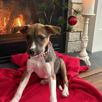 Rescue Husky and Mixed Breed Dogs for Adoption in Shorewood, Illinois - Sweetpea | PetCurious