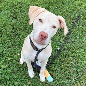 Vinny -  Labrador Retriever and Hound Dog for Adoption in Quakertown, Pennsylvania - Vinny | PetCurious