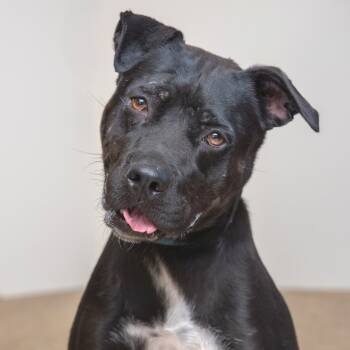 Rescue American Staffordshire Terrier Dogs for Adoption in Palm Springs, California - Breeze | PetCurious